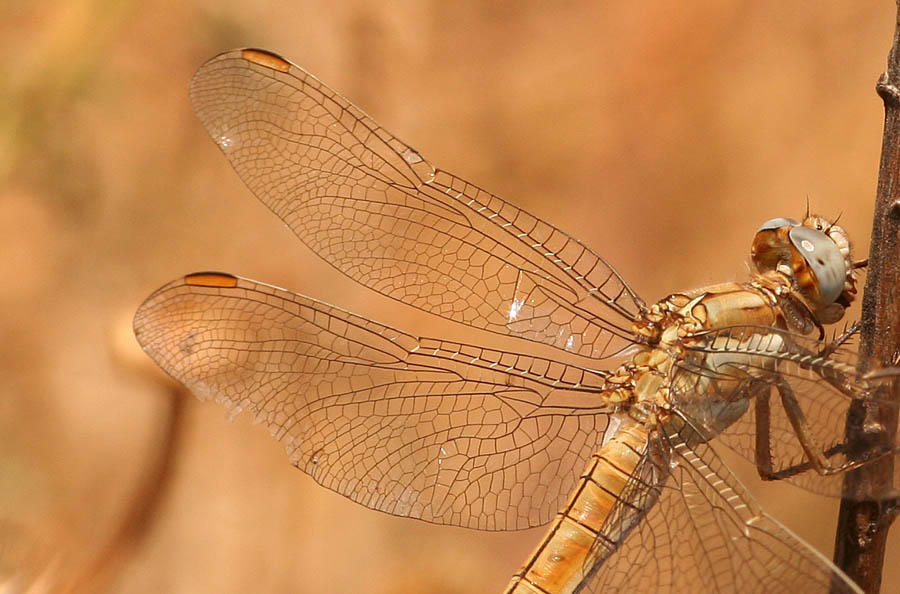 Orthetrum coerulescens e O. brunneum